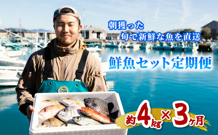 [定期便全3回]産地直送! 海陽町より旬の魚をお届け! 鮮魚セット 中セット 約4kg×3ヶ月連続 詰め合わせ