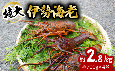 ɐCV  2.8kg 700g×4 ɐ ɐGr  CZGr CV  Gr CN CY C̍K   Y CN Mtg yzwz