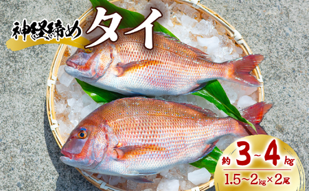 タイ 神経締め 2尾 計約3〜4kg 鯛 たい 真鯛 マダイ 鮮魚 産地直送 冷蔵 養殖 国産