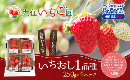 いちごのいちおし1品種4パック 250g×4パック 『とくしま安2(安全・安心)GAP農産物』優秀認定取得