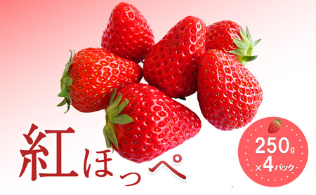 おすすめ品種「紅ほっぺ」4パック 250g×4パック 『とくしま安2(安全・安心)農産物』優秀認定取得