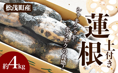 松茂町産 土付き蓮根 4kg 徳島 れんこん レンコン 旬 秋 冬 正月 おせち