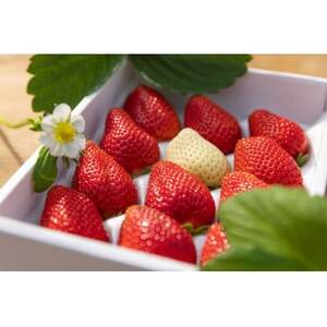 ���j���p�@�������쒬�Y������_�ʕ��E�t���[�c ������  �C�`�S �_�y�z���s�n��F�����E�k�C���E���ꌧ�E���k�E�֓��E�M�z�A�k���E���C�E��B�z�y1469571�z