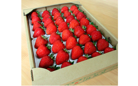  ̂ ûv1kg o^WFMINOMI STRAWBERRYi2026N1{-2026N4{oׁjb䕃C`S䕃C`S