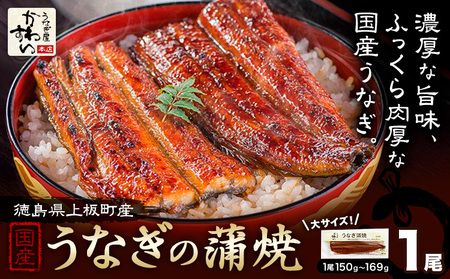 国産うなぎの蒲焼 1尾 (1尾150g-169g) 川口水産株式会社[30日以内に出荷予定(土日祝除く)]徳島県 上板町 鰻 うなぎ ウナギ 鰻の蒲焼き 蒲焼 蒲焼き 国産