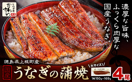 うなぎ屋かわすい 国産うなぎの蒲焼 計4尾 (1尾150g-169g) 川口水産株式会社《30日以内に出荷予定(土日祝除く)》徳島県 上板町 鰻 うなぎ ウナギ 鰻の蒲焼き 蒲焼 蒲焼き 国産