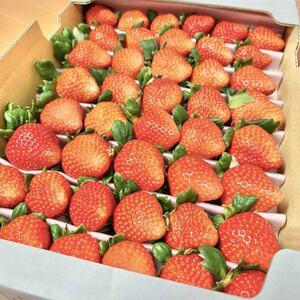 [恋みのり]毎年一番人気!サイズお任せ不揃いイチゴ![配送不可地域:離島]