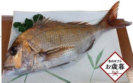 [お歳暮ギフト]天然真鯛 刺身用(4人〜5人前)