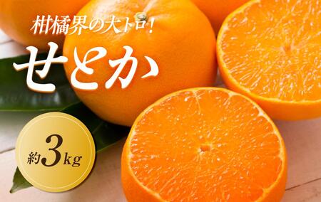 [2025年2月上旬より発送]柑橘界の大トロ!せとか 約3kg