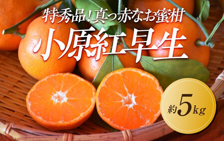 [2026年11月中旬より順次発送]特秀品!真っ赤なお蜜柑「小原紅早生」約5kg|みかん
