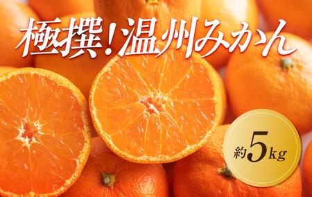 [2024年11月中旬より発送]極撰!温州みかん 約5kg |みかん フルーツ 旬 美味しい みかん 新鮮 フルーツ みかん 詰合せ セット フルーツ 人気 フルーツ 厳選 おすすめ フルーツ
