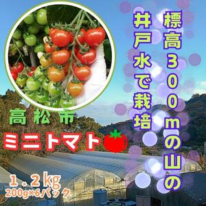ミニトマト1.2kg (200g×6パック詰め) | ミニトマト ミニトマト ミニトマト ミニトマト ミニトマト
