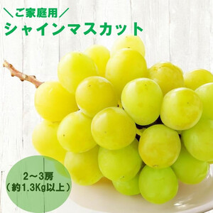 【感謝企画】【8月下旬～10月初旬発送】ご家庭用シャインマスカット　2～3房（約1.3Kg以上）