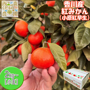『2025年冬先行受付』香川オリジナル品種「紅みかん(小原紅早生)」小玉4kg