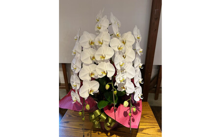 品質抜群 胡蝶蘭3本立て