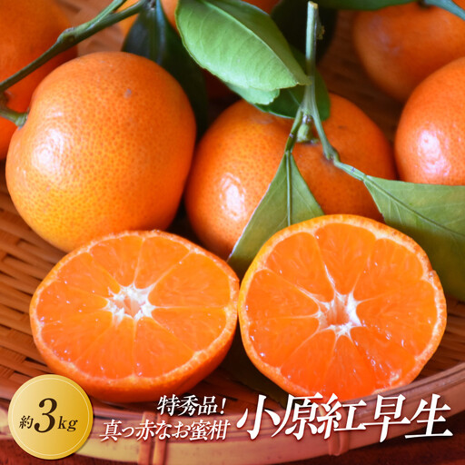 [2026年11月中旬より発送]特秀品!真っ赤なお蜜柑「小原紅早生」約3kg