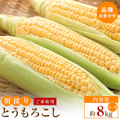 【5月31日までの期間限定価格!】ご家庭用　朝採りとうもろこし(品種おまかせ)約8kg