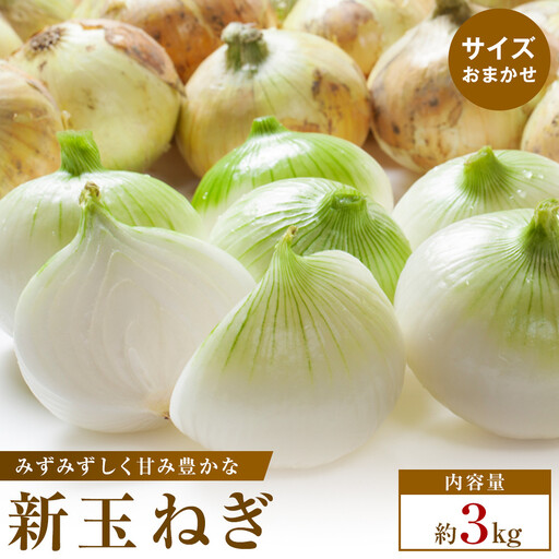 [2026年3月~5月発送]この時期にしか味わえない、みずみずしく甘み豊かな「新玉ねぎ」 約3kg