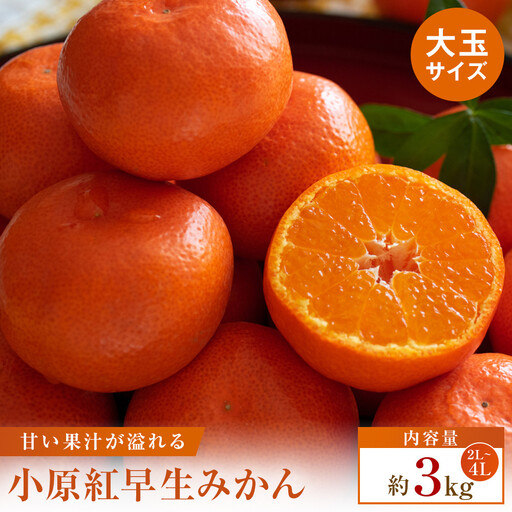 【先行受付2026年】小原紅早生みかん(金時紅)大玉サイズ　約3kg