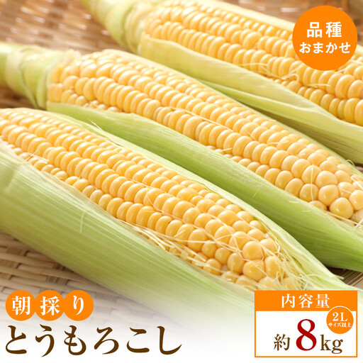 [2026年6月上旬から順次発送]太物2Lサイズ以上 朝採り とうもろこし(品種おまかせ)約8kg