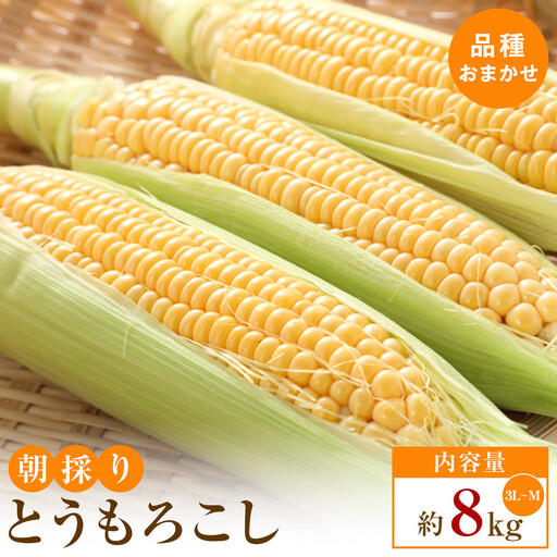 [5月31日までの期間限定価格]朝採り とうもろこし(品種おまかせ)約8kg