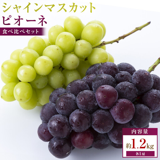 人気の2品種　シャインマスカット+ピオーネ食べ比べセット　約1.2kg(各1房)
