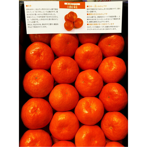 ≪ご褒美ふるーつ≫「小原紅早生みかん」約3kg[2026年12月以降お届け]