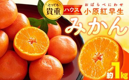 とっても貴重　ハウス小原紅早生みかん　約1.2kg【2024年6月中旬～2024年8月上旬配送】【T006-194】