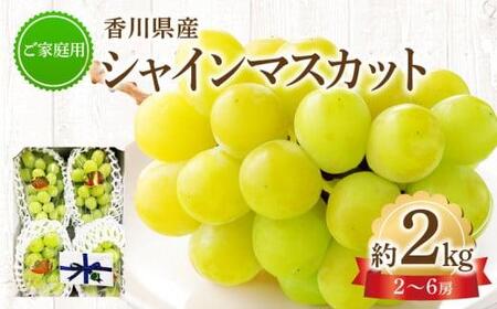 ご家庭用シャインマスカット 約 2kg ぶどう [2024年8月下旬〜2024年9月下旬配送][T006-131]