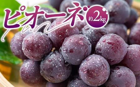 ピオーネ 約2kg[2025-7月中旬〜2025-9月下旬配送]