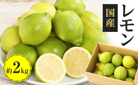 レモン 果物 フルーツ 国産 ご家庭用 ビタミン レモン 約2kg[2024年11月下旬〜2025年4月上旬配送][T006-188]