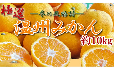[2025年11月上旬より順次発送][極撰]温州みかん 約10kg みかん みかん みかん みかん
