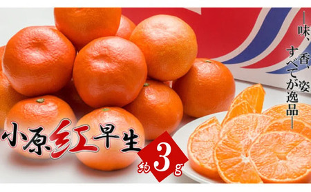 [2025年11月中旬より順次発送][特秀品]みかん 小原紅早生 約3kg みかん みかん みかん みかん
