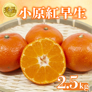 [2026年1月初旬より順次発送][秀品]小原紅早生 約2.5kg みかん みかん みかん みかん