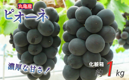 [化粧箱]凝縮された濃厚な甘み! ピオーネ 約1kg 2-3房入 種なし 冷蔵 配送 ぶどう 葡萄 ブドウ フルーツ 果物 くだもの デザート 果実 美味しい 人気果物 人気フルーツ 旬の 旬の ふるさと納税ぶどう ふるさと納税ピオーネ 香川県 丸亀市 [goshiki011]