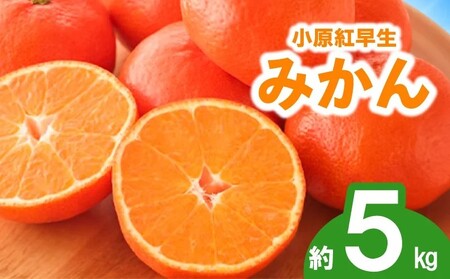 先行予約 みかん 蜜柑 約5kg 小原紅早生 小原紅早生みかん さぬき紅 金時紅 柑橘 オレンジ 果物 フルーツ 果実 旬 贈答用 プレゼント ギフト 11月下旬～12月下旬 配送 香川県 丸亀市