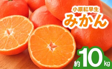 先行予約 みかん 蜜柑 約10kg 小原紅早生 小原紅早生みかん さぬき紅 金時紅 柑橘 オレンジ 11月下旬～12月下旬 配送 香川県 丸亀市