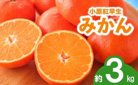 先行予約 みかん 蜜柑 約3kg 小原紅早生 小原紅早生みかん さぬき紅 金時紅 柑橘 オレンジ 11月下旬～12月下旬 配送 香川県 丸亀市
