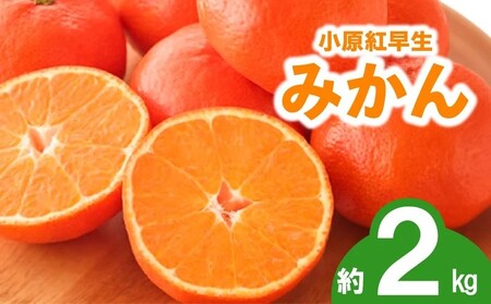 先行予約 みかん 蜜柑 約2kg 小原紅早生 小原紅早生みかん さぬき紅 金時紅 柑橘 オレンジ 11月下旬～12月下旬 配送 香川県 丸亀市