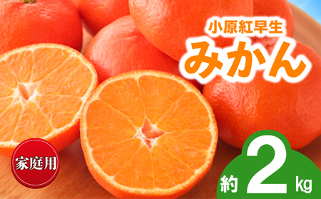 先行予約 訳あり みかん 蜜柑 約2kg 小原紅早生 小原紅早生みかん 柑橘 オレンジ 家庭用 11月下旬～12月下旬 配送 香川県 丸亀市