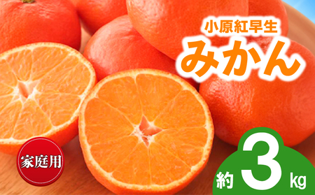 先行予約 訳あり みかん 蜜柑 約3kg 小原紅早生 小原紅早生みかん 柑橘 オレンジ 家庭用 11月下旬～12月下旬 配送 香川県 丸亀市