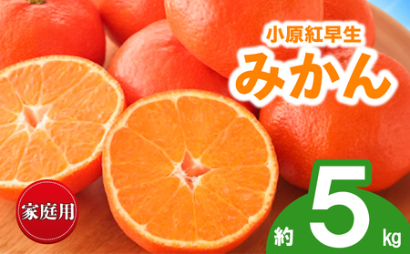 先行予約 訳あり みかん 蜜柑 約5kg 小原紅早生 小原紅早生みかん 柑橘 オレンジ 家庭用 11月下旬～12月下旬 配送 香川県 丸亀市