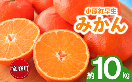 先行予約 訳あり みかん 蜜柑 約10kg 小原紅早生 小原紅早生みかん 柑橘 オレンジ 家庭用 11月下旬～12月下旬 配送 香川県 丸亀市