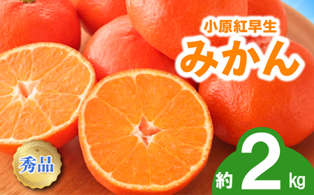 先行予約 みかん 蜜柑 約2kg 小原紅早生 小原紅早生みかん 柑橘 オレンジ 11月下旬～12月下旬 配送 選べる 容量 香川県 丸亀市