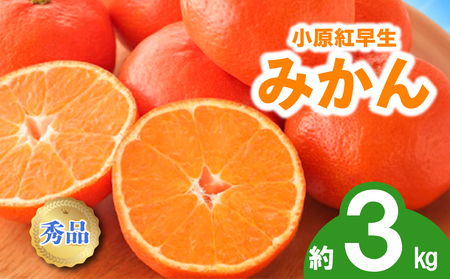 先行予約 みかん 蜜柑 約3kg 小原紅早生 小原紅早生みかん 柑橘 オレンジ 11月下旬～12月下旬 配送 選べる 容量 香川県 丸亀市