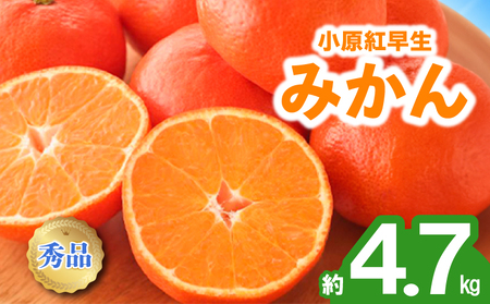 先行予約 みかん 蜜柑 約4.7kg 小原紅早生 小原紅早生みかん 柑橘 オレンジ 11月下旬～12月下旬 配送 選べる 容量 香川県 丸亀市