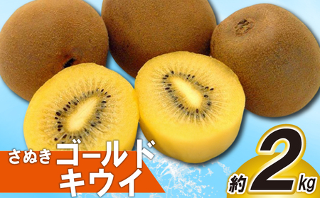 先行予約 キウイ 約2kg キウイフルーツ ゴールドキウイ さぬきゴールドキウイ 10月下旬～12月中旬 配送 家庭用 贈答用 ギフト プレゼント 香川県 丸亀市