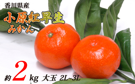 小原紅早生みかん 約2kg 大玉 2L~3Lサイズ 常温 先行予約 フルーツ 果物 柑橘 小原紅早生 みかん ふるさと納税みかん 香川県 丸亀市 ミカンミカンミカンミカンミカン