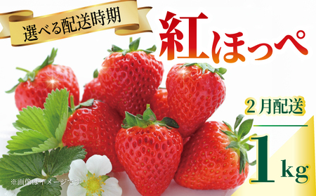 いちご 苺 紅ほっぺ 1kg 2月配送 苺