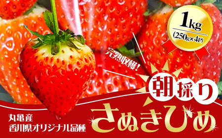 いちご 朝採り さぬきひめ 1kg いちご 苺 苺 配送:2026年1月〜